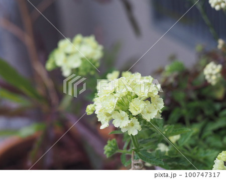 可憐に咲く花 100747317