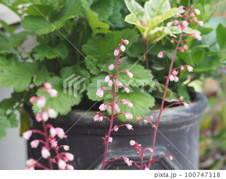 可憐に咲く花 100747318