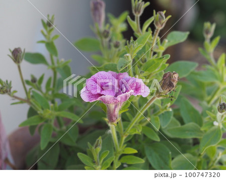 可憐に咲く花 100747320