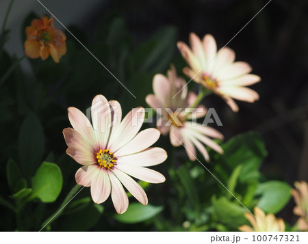 可憐に咲く花 100747321