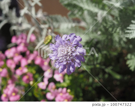 可憐に咲く花 100747322