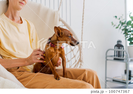 Mature woman sitting in chair with a small dog of the miniature pinscher breed Mature woman sitting in chair with a small dog of the miniature pinscher breed 100747367