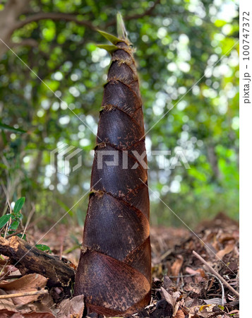 タケノコ　ローアングル 100747372