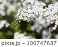 枝いっぱいに可憐な白い花を咲かせる春の花、ユキヤナギ【3月】 100747687