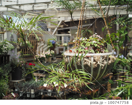 可憐に咲く花と庭 100747758