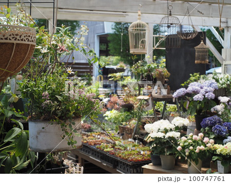 可憐に咲く花と庭 可憐に咲く花と庭 100747761