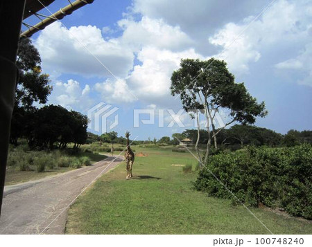 サファリパーク(フロリダ州) サファリパーク(フロリダ州) 100748240