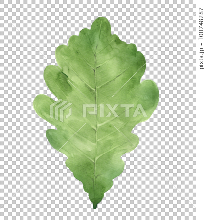 Kashiwa leaf watercolor 100748287