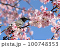 快晴の空の青、桜の淡いピンク、春の暖かな日差しに包まれて春を満喫するヒヨドリ 100748353