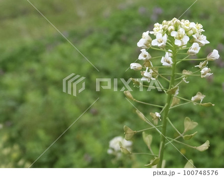 ナズナ　② 100748576