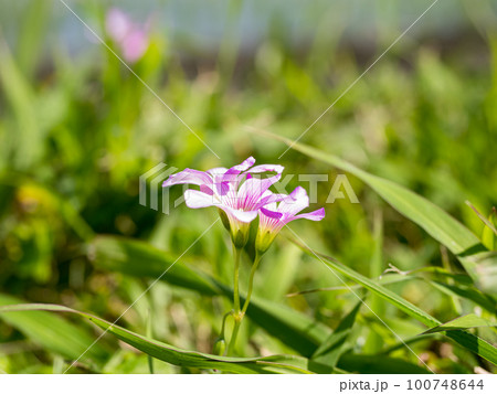 Pink-sorrel, little purple flowers for background 100748644
