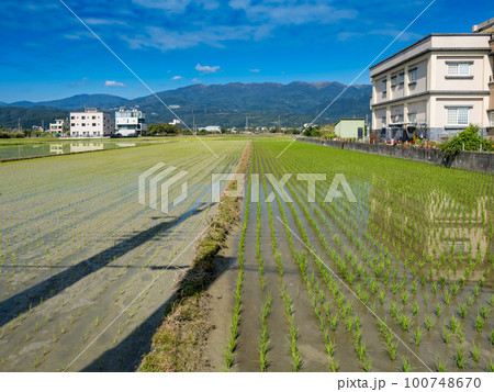 Rice farm in Yilan,Taiwan. 100748670