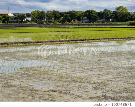 Rice farm in Yilan,Taiwan. 100748671