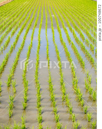 Rice farm in Yilan,Taiwan. 100748672