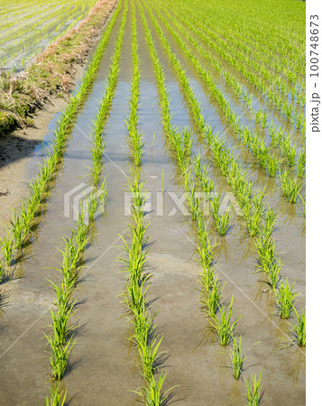 Rice farm in Yilan,Taiwan. 100748673