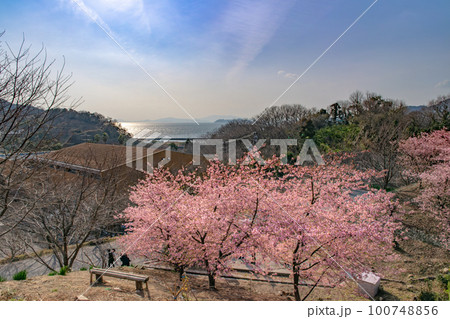 広島県呉市蒲刈町、県民の浜に咲く河津桜と瀬戸内海 100748856