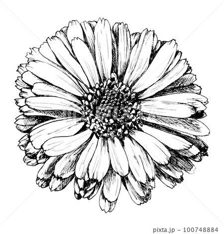 誕生花4/2キンセンカ_線画のイラスト素材 [100748884] - PIXTA