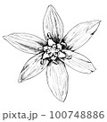 誕生花4/1オーニソガラム_線画 100748886