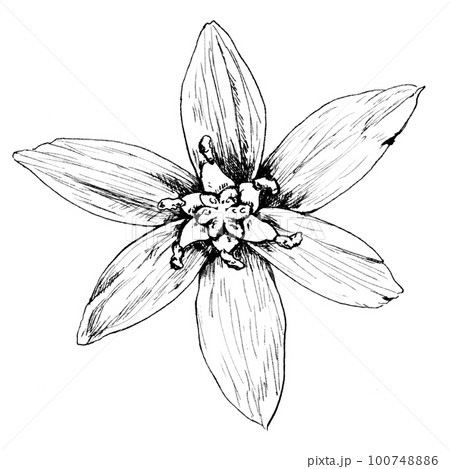 誕生花4/1オーニソガラム_線画 誕生花4/1オーニソガラム_線画 100748886