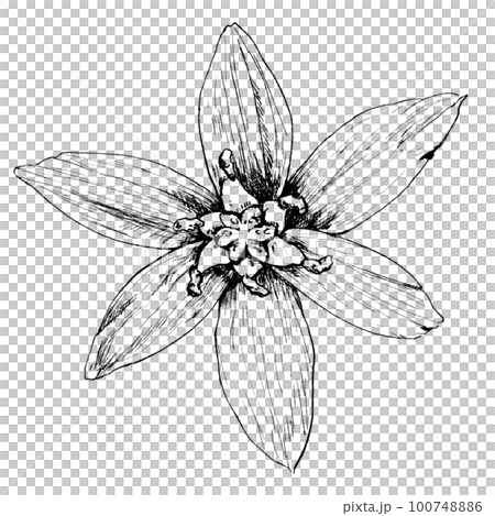 誕生花4/1オーニソガラム_線画 誕生花4/1オーニソガラム_線画 100748886