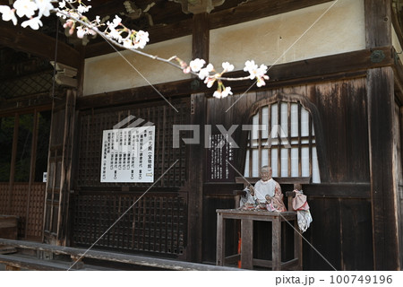 京都　勝持寺の境内に咲く桜と賓頭盧尊者の像 100749196