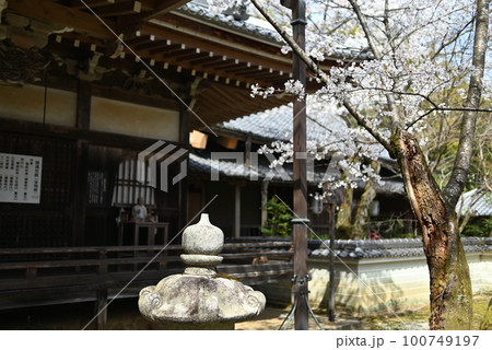京都　勝持寺の境内に咲く桜と賓頭盧尊者の像 100749197
