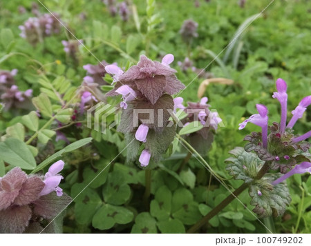 ヒメオドリコソウとカタバミ　① 100749202