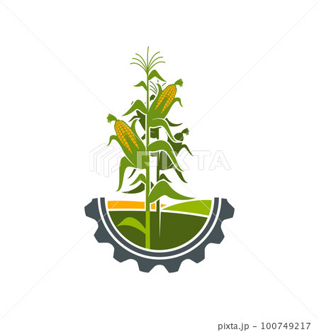 Agriculture icon, field of corn in cogwheel circle, farmland and farmhouse vector symbol. Corn harvest with cobs on green plant emblem for agriculture and agrarian industry or farming technology 100749217