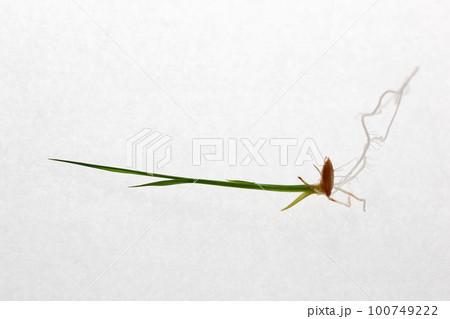 種もみの発芽と苗の成長(稲の苗) 種もみの発芽と苗の成長(稲の苗) 100749222