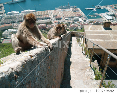 Monkeys sitting on the wall. Close up view. Monkeys living in freedom. Vacation picture, holiday in tropical country. Perfect weather, blue sky and water. Wonderful view. 100749392