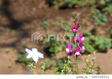 リナリア（姫金魚草） 100749412