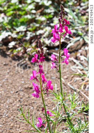 リナリア（姫金魚草） 100749413