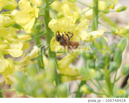 ミツバチ 100749428