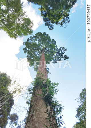 Landscape the big tree  100749457