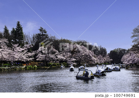 東京都　井の頭公園　井の頭池　満開の桜 100749691