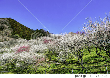 東京都 八王子市 高尾梅郷 木下沢梅林(こげさわばいりん) 東京都 八王子市 高尾梅郷 木下沢梅林(こげさわばいりん) 100749698