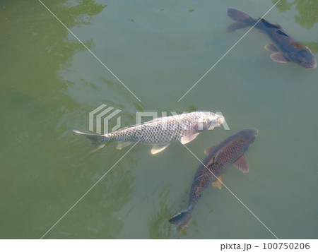 池の中を泳ぐ鯉 池の中を泳ぐ鯉 100750206