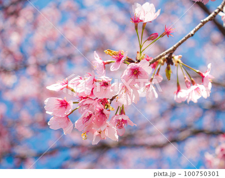 寒桜の花 寒桜の花 100750301