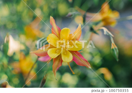 Delicate beautiful Aquilegia yellow red flower in the garden in summer Delicate beautiful Aquilegia yellow red flower in the garden in summer 100750355