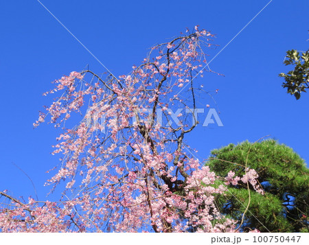 しだれ桜 しだれ桜 100750447
