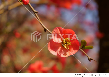 梅に似た花　ボケの花　3 100751023