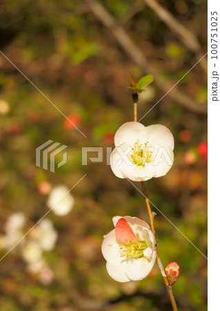 梅に似た花　ボケの花　1 100751025