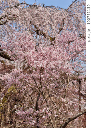 善峯寺の枝垂れ桜 100751159