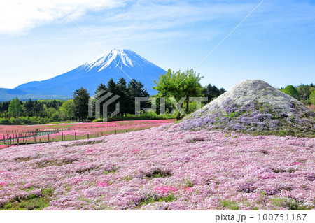 富士本栖湖リゾートの芝桜 山梨県 富士本栖湖リゾートの芝桜 山梨県 100751187