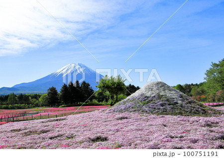 富士本栖湖リゾートの芝桜　山梨県 100751191