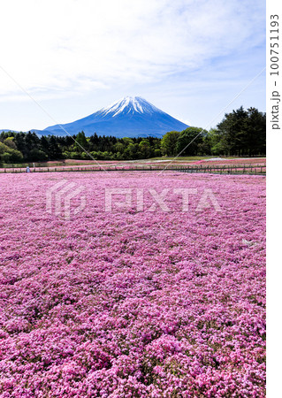 富士本栖湖リゾートの芝桜 山梨県 富士本栖湖リゾートの芝桜 山梨県 100751193