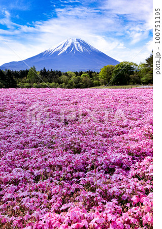 富士本栖湖リゾートの芝桜 山梨県 富士本栖湖リゾートの芝桜 山梨県 100751195