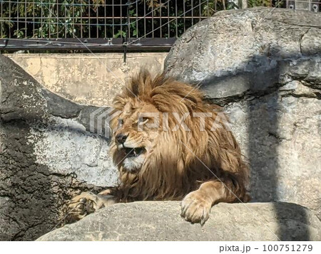 【動物】オスのライオン 100751279