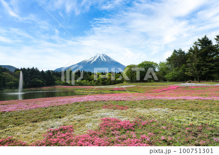 富士本栖湖リゾートの芝桜 山梨県 富士本栖湖リゾートの芝桜 山梨県 100751301