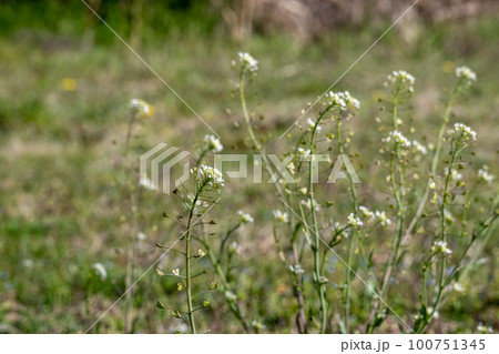 ナズナ　春の野原に咲く草花 100751345